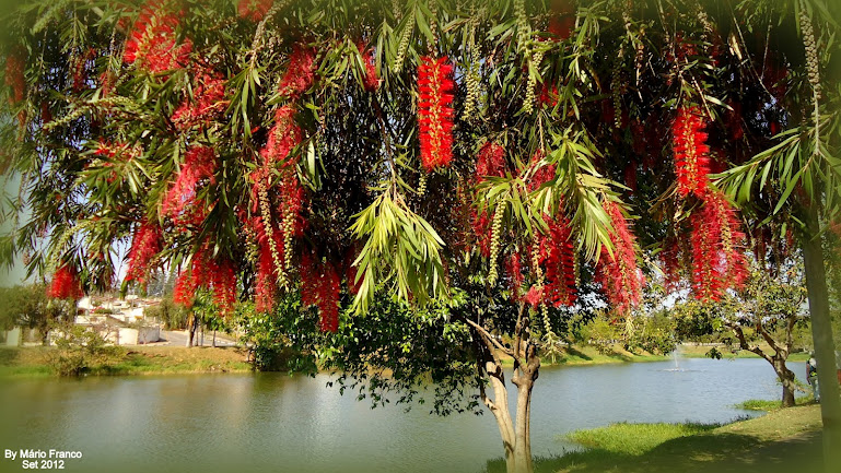 ESCOVA_DE_GARRAFA____Callistemon____C.JPG